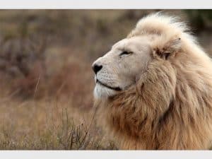 Lion spotted in famous Islamabad housing society