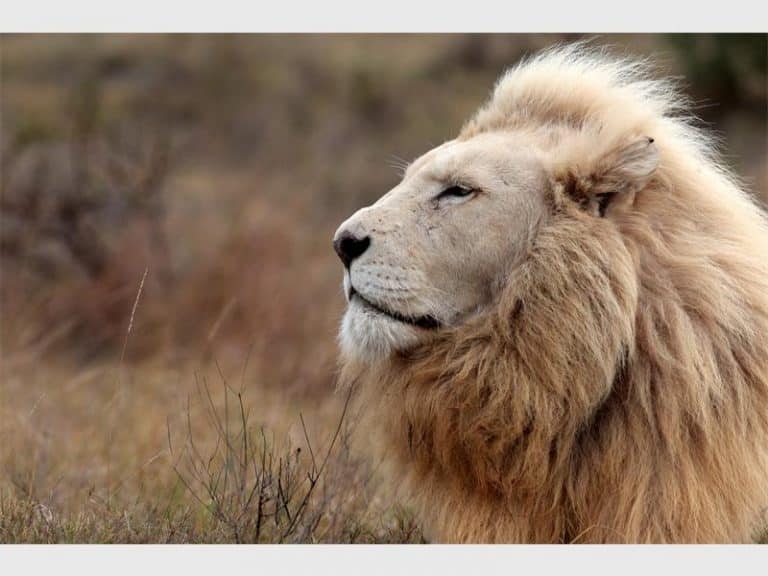 Lion spotted in famous Islamabad housing society