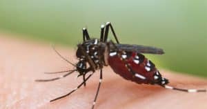 KP govt introduces Dengue action plan 2026