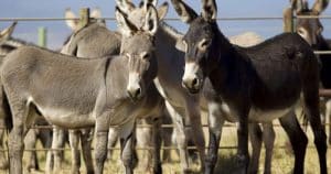 Pakistan’s donkey count rises by 100,000 in a year