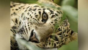Leopard invades university in Islamabad