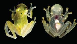 Scientists discover Cancer-fighting bacteria in frog