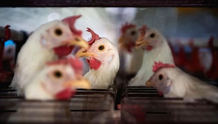 Cambodian girl dies from bird flu
