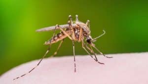 Tips for avoiding mosquitoes this summer