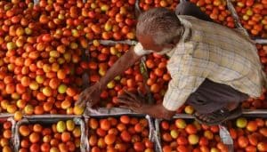 Tomato prices surge across Pakistan