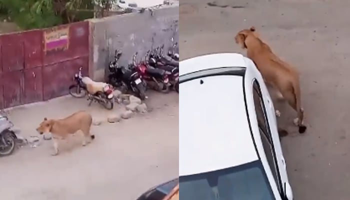 Escaped lion takes stroll on Karachi's busy Sharea Faisal