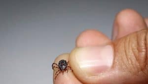 First Congo virus death of year reported in Karachi