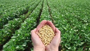 Soybeans
