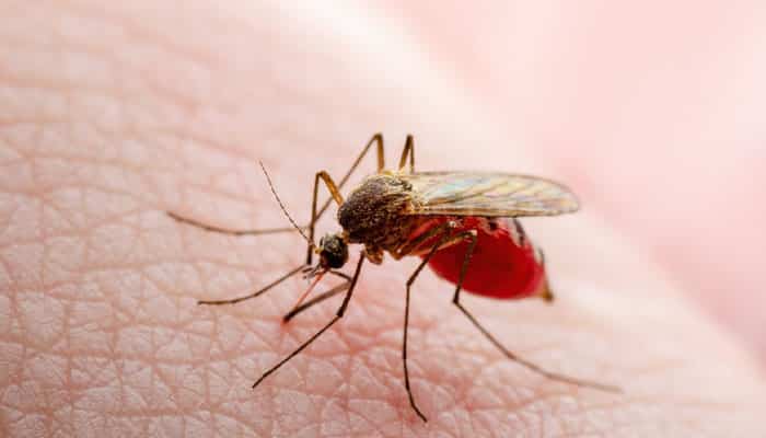 Dengue