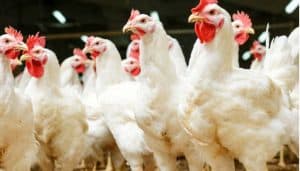 Chicken