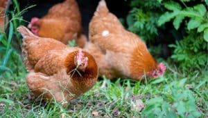 Chicken