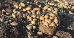 Pakistan joins top 10 global potato producers