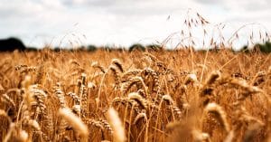 Govt announces diesel subsidy for Wheat farmers