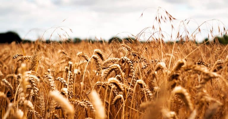 Govt announces diesel subsidy for Wheat farmers