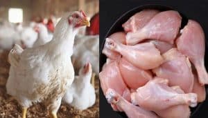 Chicken prices drop in Punjab