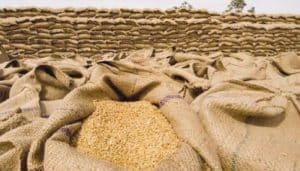 Wheat Policy 2026 announced: Procurement price set at Rs 3,500 per maund