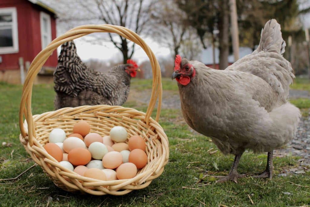 Chicken & egg prices soar in Punjab as cold wave intensifies