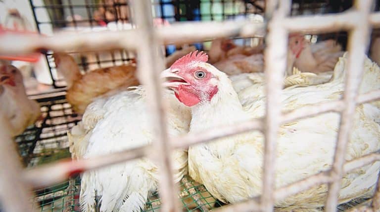 Poultry Surges To Rs 680 Per Kg In Bahawalpur