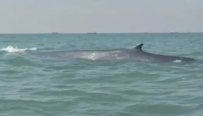 whale sighted near Gaddani