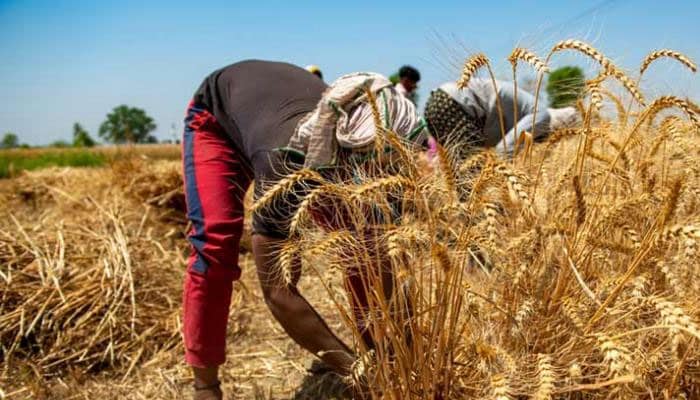 Farmers to stage sit-in protest over low wheat prices
