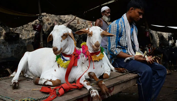 Eid-ul-Azha 2025: Cattle market locations in Islamabad announced ...