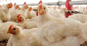 Chicken prices receive significant hike in Karachi, Check new rates inside