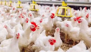 Prices of boiler meat increase once again