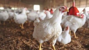Punjab Food Authority seizes 1,500kg contaminated chickens in Lahore crackdown