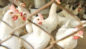 Chicken prices increase across Pakistan