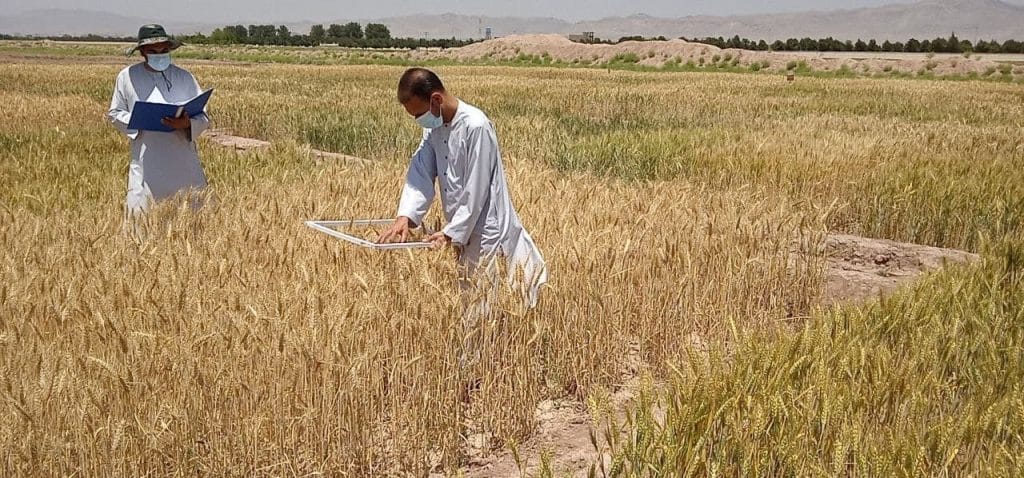 CM Maryam announces historic relief package for farmers