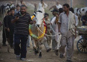 Eidul Azha 2026: Goat, bull prices surge across Pakistan