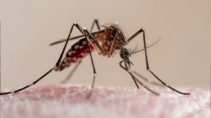 Six more dengue cases confirmed in Rawalpindi