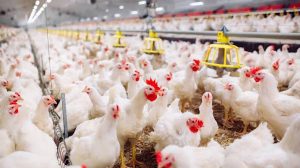 Chicken prices increase in Pakistan