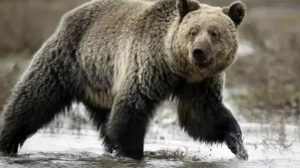 Bear ‘Rano’ airlifted from Karachi to Islamabad