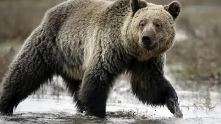 Bear ‘Rano’ airlifted from Karachi to Islamabad