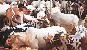 Eid-ul-Azha 2026: New rules for cattle markets announced