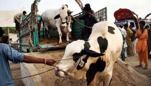 Karachi sets up cattle market ahead of Eid ul Azha 2025