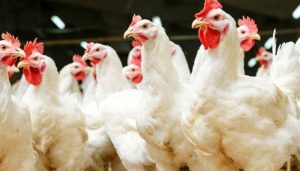 Broiler meat price reduced by Rs15 per kg - Daily Ausaf