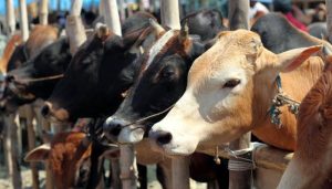 Eidul Adha 2025 expected dates in Pakistan revealed