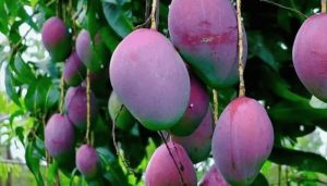 Pakistan introduces Rs 300,000/Kg red & purple Miyazaki mangoes
