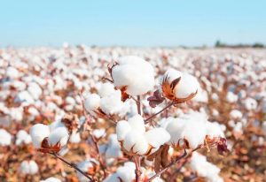 Cotton arrivals plummet nearly 50% last year