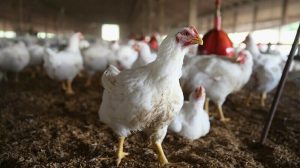 Poultry subsidy scheme