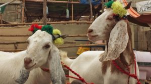 Islamabad sets up Eid livestock markets, ends CDA Friday holiday!
