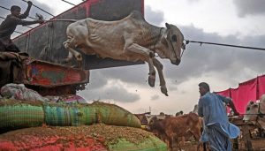Animals sacrifice count in Pakistan reaches 6.8 million on Eid ul Adha 2024