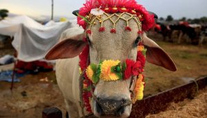 Karachi administration takes action against illegal cattle markets