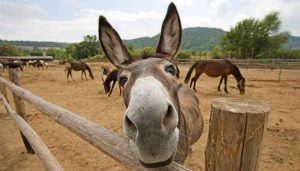 Pakistan’s donkey population increases massively, reveals Economic Survey 2023-24