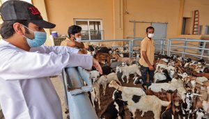 Islamabad gets six new cattle markets