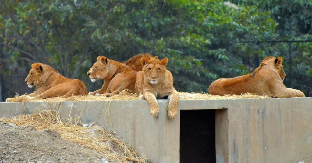 Private company Lahore Safari Park
