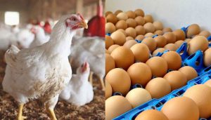 Chicken, egg prices soar in Lahore markets