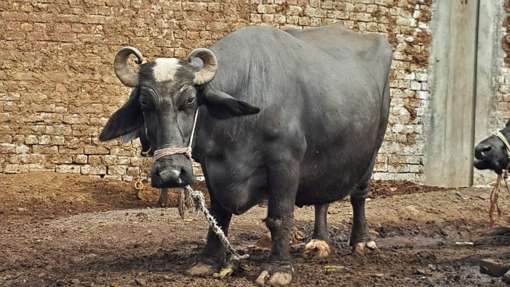 Man cuts off buffalo’s tongue